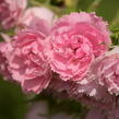 Růže svraskalá 'Pink Grootendorst' - Rosa rugosa 'Pink Grootendorst'