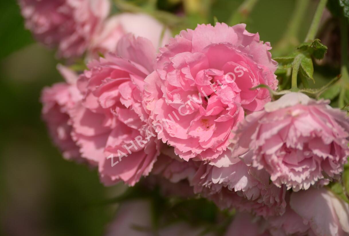 Růže svraskalá 'Pink Grootendorst' - Rosa rugosa 'Pink Grootendorst'