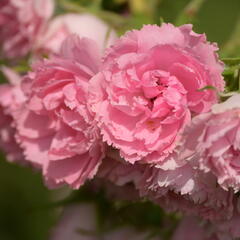 Růže svraskalá 'Pink Grootendorst' - Rosa rugosa 'Pink Grootendorst'