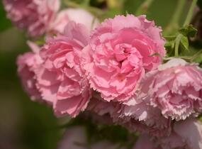 Růže svraskalá 'Pink Grootendorst' - Rosa rugosa 'Pink Grootendorst'
