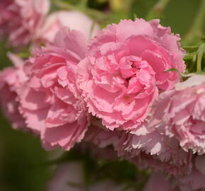 Růže svraskalá 'Pink Grootendorst' - Rosa rugosa 'Pink Grootendorst'