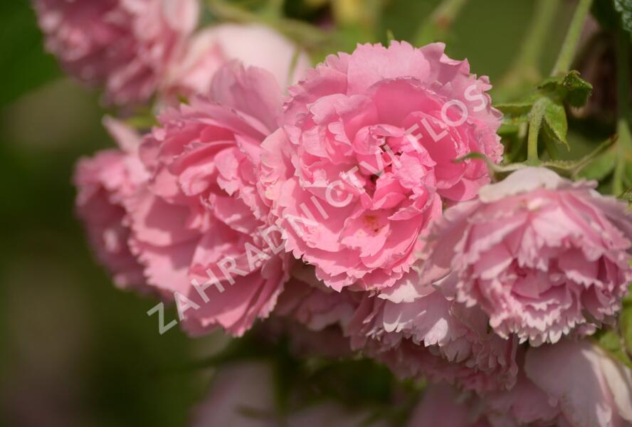 Růže svraskalá 'Pink Grootendorst' - Rosa rugosa 'Pink Grootendorst'