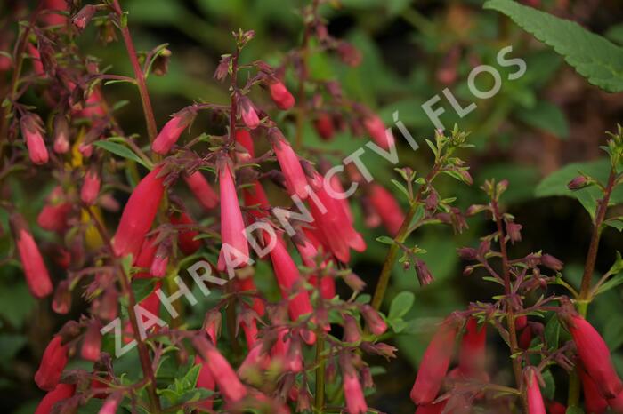Kapská fuchsie 'Candy Drops Red' - Phygelius capensis 'Candy Drops Red'
