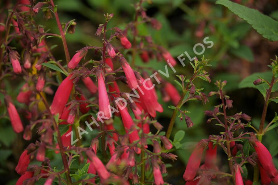 Kapská fuchsie 'Candy Drops Red' - Phygelius capensis 'Candy Drops Red'