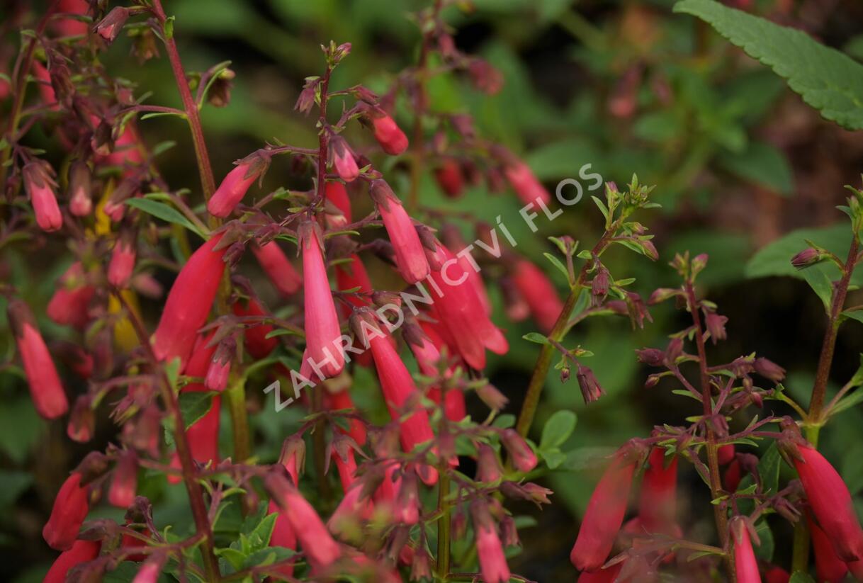 Kapská fuchsie 'Candy Drops Red' - Phygelius capensis 'Candy Drops Red'