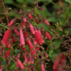 Kapská fuchsie 'Candy Drops Red' - Phygelius capensis 'Candy Drops Red'