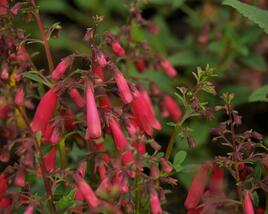 Kapská fuchsie 'Candy Drops Red'