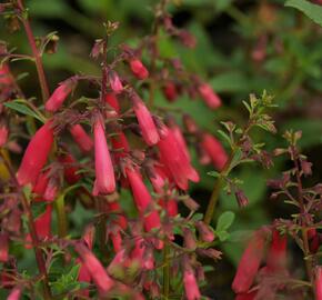 Kapská fuchsie 'Candy Drops Red' - Phygelius capensis 'Candy Drops Red'