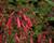 Kapská fuchsie 'Candy Drops Red'