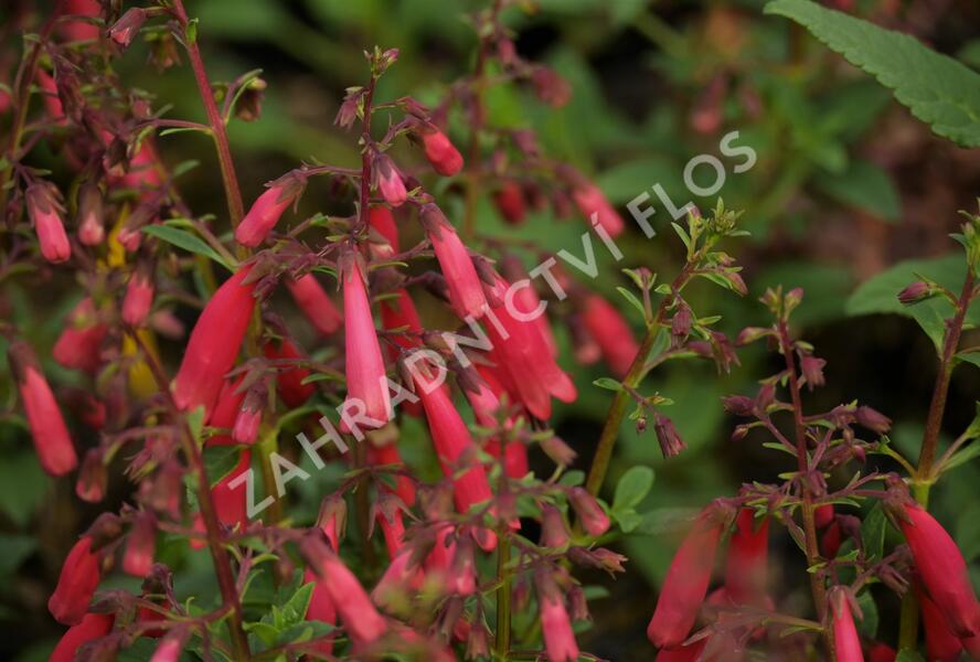 Kapská fuchsie 'Candy Drops Red' - Phygelius capensis 'Candy Drops Red'