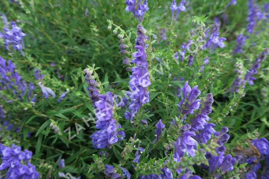 Šišák bajkalský - Scutellaria baicalensis