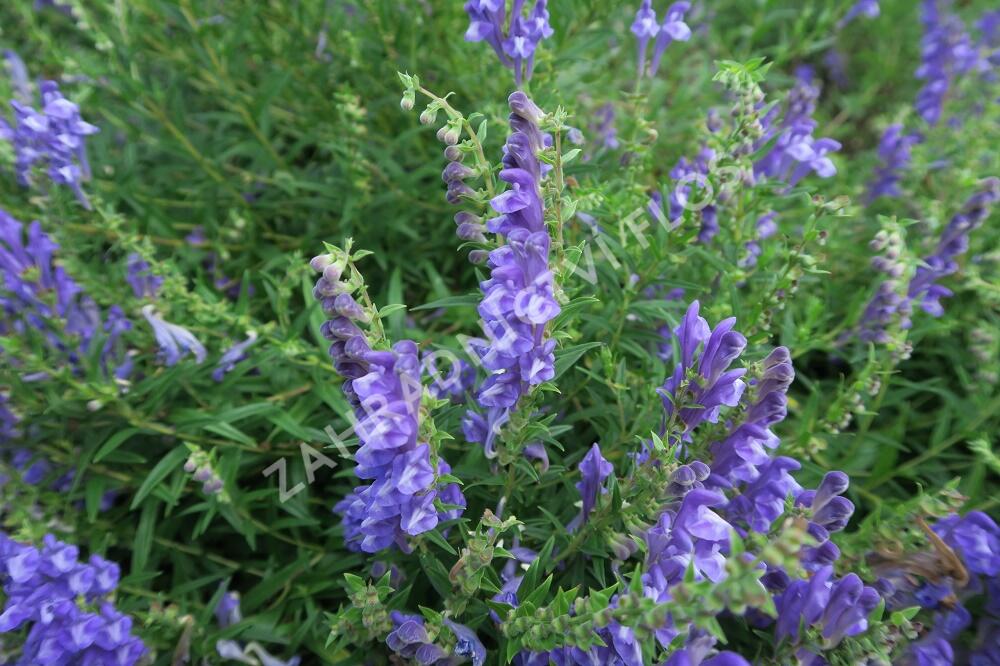 Šišák bajkalský - Scutellaria baicalensis