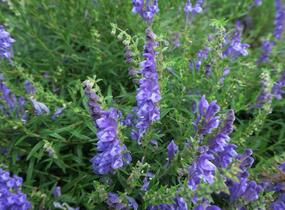 Šišák bajkalský - Scutellaria baicalensis