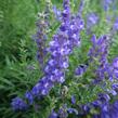 Šišák bajkalský - Scutellaria baicalensis