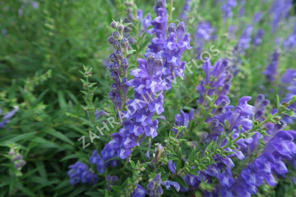 Šišák bajkalský - Scutellaria baicalensis