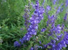 Šišák bajkalský - Scutellaria baicalensis