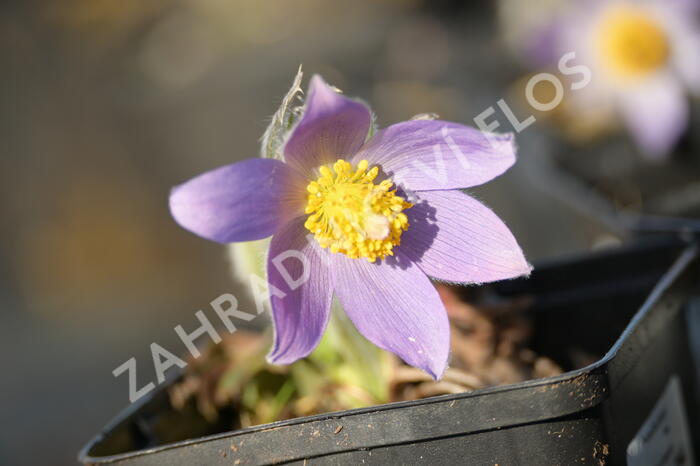 Koniklec slovenský - Pulsatilla slavica