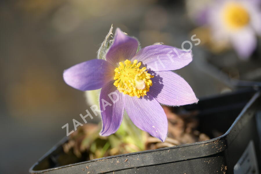 Koniklec slovenský - Pulsatilla slavica