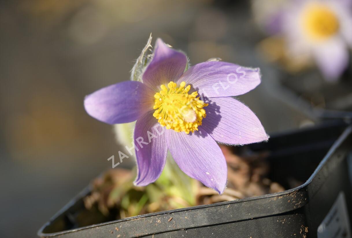 Koniklec slovenský - Pulsatilla slavica