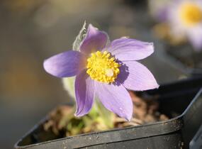Koniklec slovenský - Pulsatilla slavica