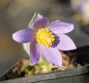 Koniklec slovenský - Pulsatilla slavica