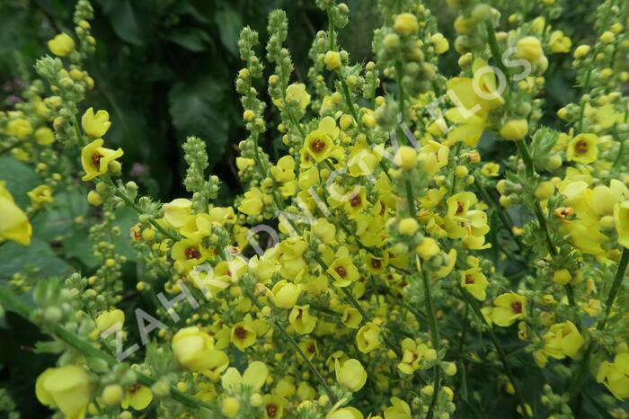 Divizna jižní rakouská - Verbascum chaixii subsp. austriacum