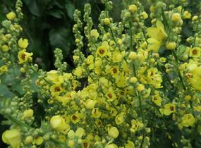 Divizna jižní rakouská - Verbascum chaixii subsp. austriacum
