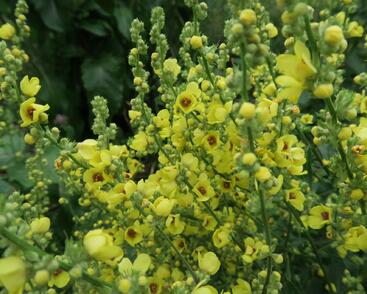 Divizna jižní rakouská