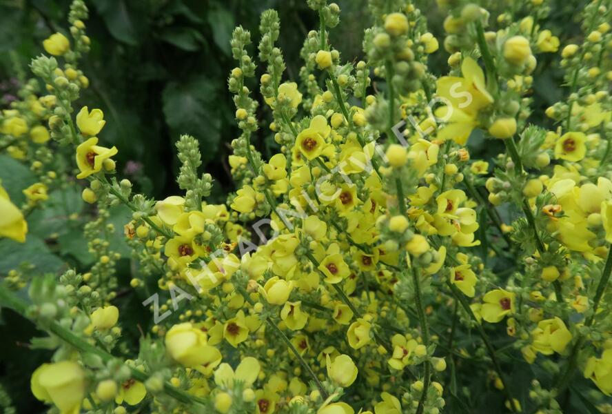 Divizna jižní rakouská - Verbascum chaixii subsp. austriacum