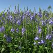 Rozrazil ožankový - Veronica teucrium