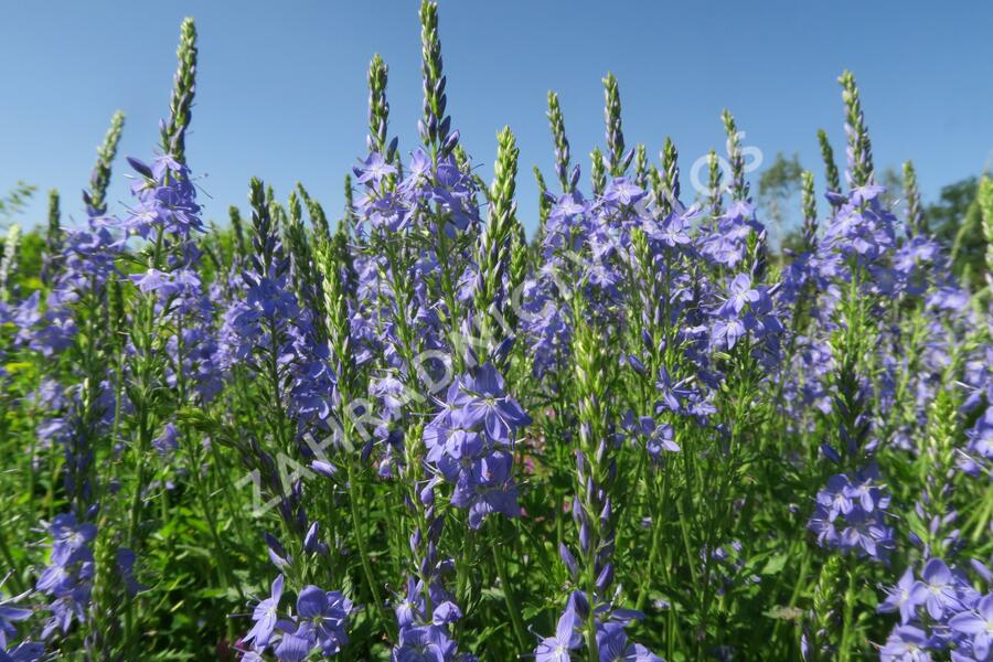 Rozrazil ožankový - Veronica teucrium