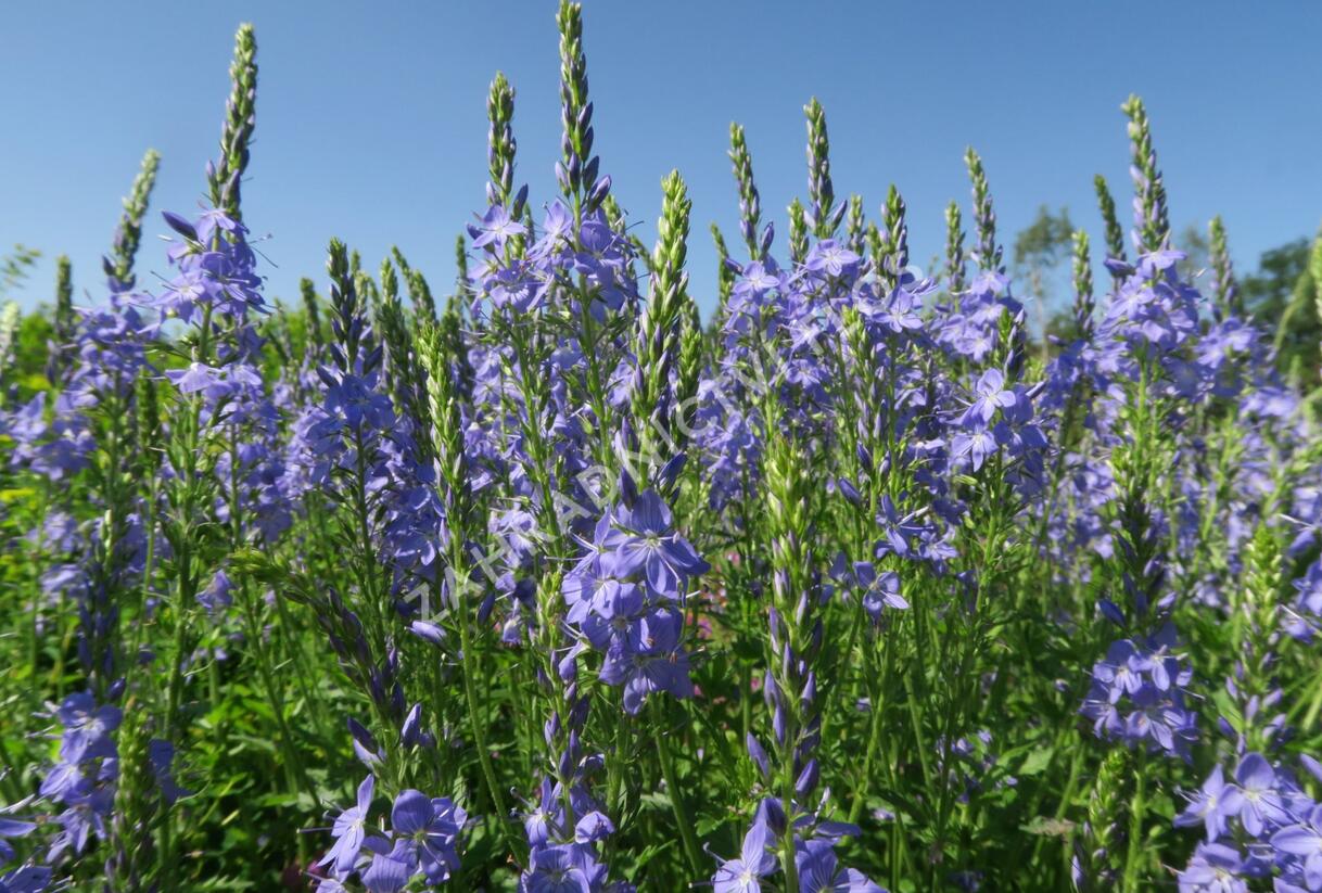 Rozrazil ožankový - Veronica teucrium