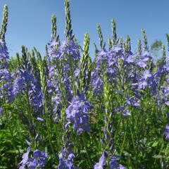 Rozrazil ožankový - Veronica teucrium