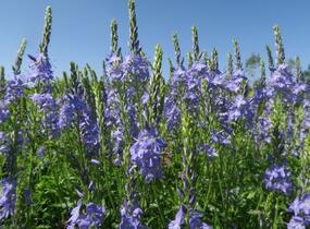 Rozrazil ožankový - Veronica teucrium