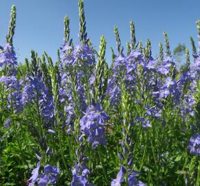 Rozrazil ožankový - Veronica teucrium