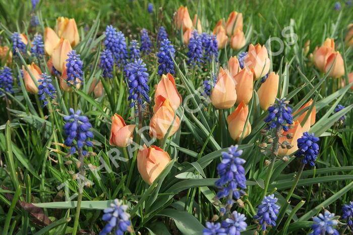 Tulipán botanický batalinii 'Salmon Gem' - Tulipa batalinii 'Salmon Gem'