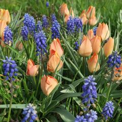 Tulipán botanický batalinii 'Salmon Gem' - Tulipa batalinii 'Salmon Gem'