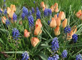 Tulipán botanický batalinii 'Salmon Gem' - Tulipa batalinii 'Salmon Gem'