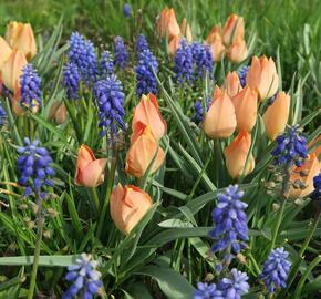 Tulipán botanický batalinii 'Salmon Gem' - Tulipa batalinii 'Salmon Gem'