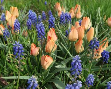 Tulipán botanický batalinii 'Salmon Gem'