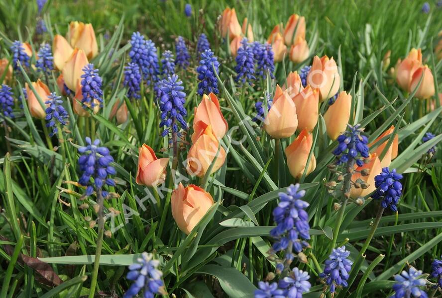 Tulipán botanický batalinii 'Salmon Gem' - Tulipa batalinii 'Salmon Gem'