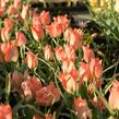 Tulipán botanický batalinii 'Salmon Gem' - Tulipa batalinii 'Salmon Gem'