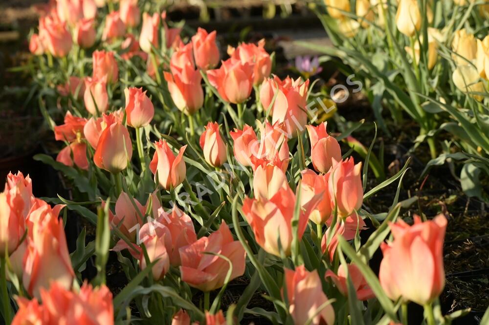 Tulipán botanický batalinii 'Salmon Gem' - Tulipa batalinii 'Salmon Gem'