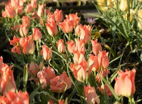 Tulipán botanický batalinii 'Salmon Gem' - Tulipa batalinii 'Salmon Gem'
