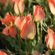 Tulipán botanický batalinii 'Salmon Gem' - Tulipa batalinii 'Salmon Gem'