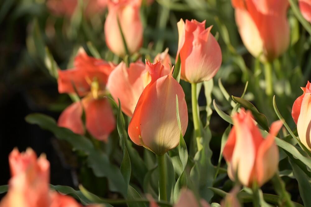 Tulipán botanický batalinii 'Salmon Gem' - Tulipa batalinii 'Salmon Gem'