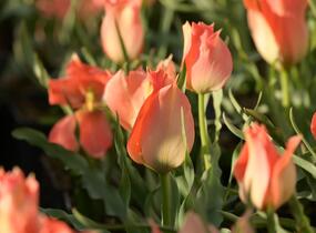 Tulipán botanický batalinii 'Salmon Gem' - Tulipa batalinii 'Salmon Gem'