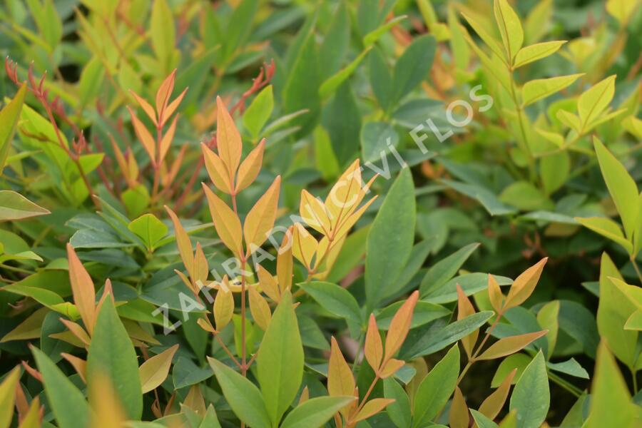 Nandina domácí 'Gulf Stream' - Nandina domestica 'Gulf Stream'