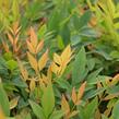 Nandina domácí 'Gulf Stream' - Nandina domestica 'Gulf Stream'