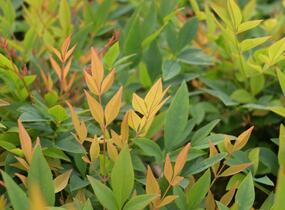 Nandina domácí 'Gulf Stream' - Nandina domestica 'Gulf Stream'